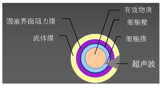 什么是超声波的衰减？引起超声衰减的主要原因有哪些？